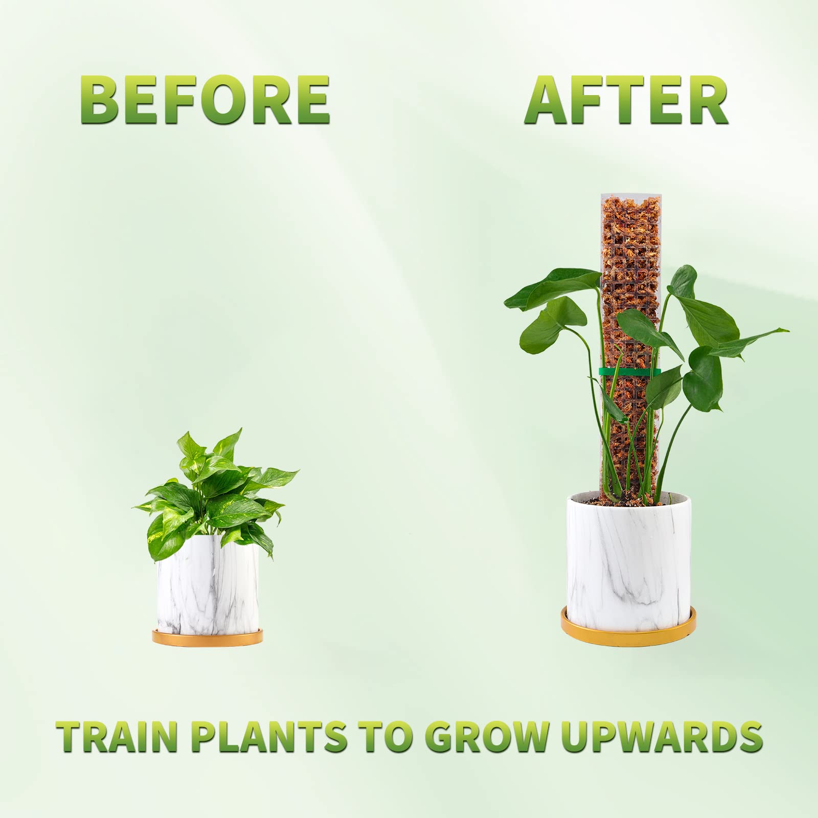 Pólos de musgo plantas suporte - Sphagnum Moss Dry avaliação e preço