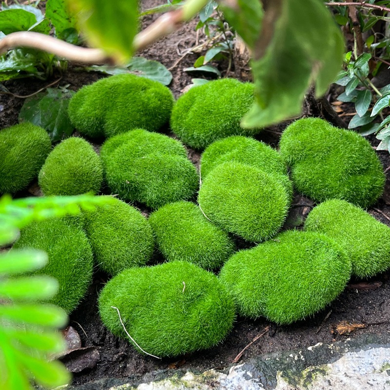 5/30 peças de Pedras de Musgo  - Sphagnum Moss Dry avaliação e preço