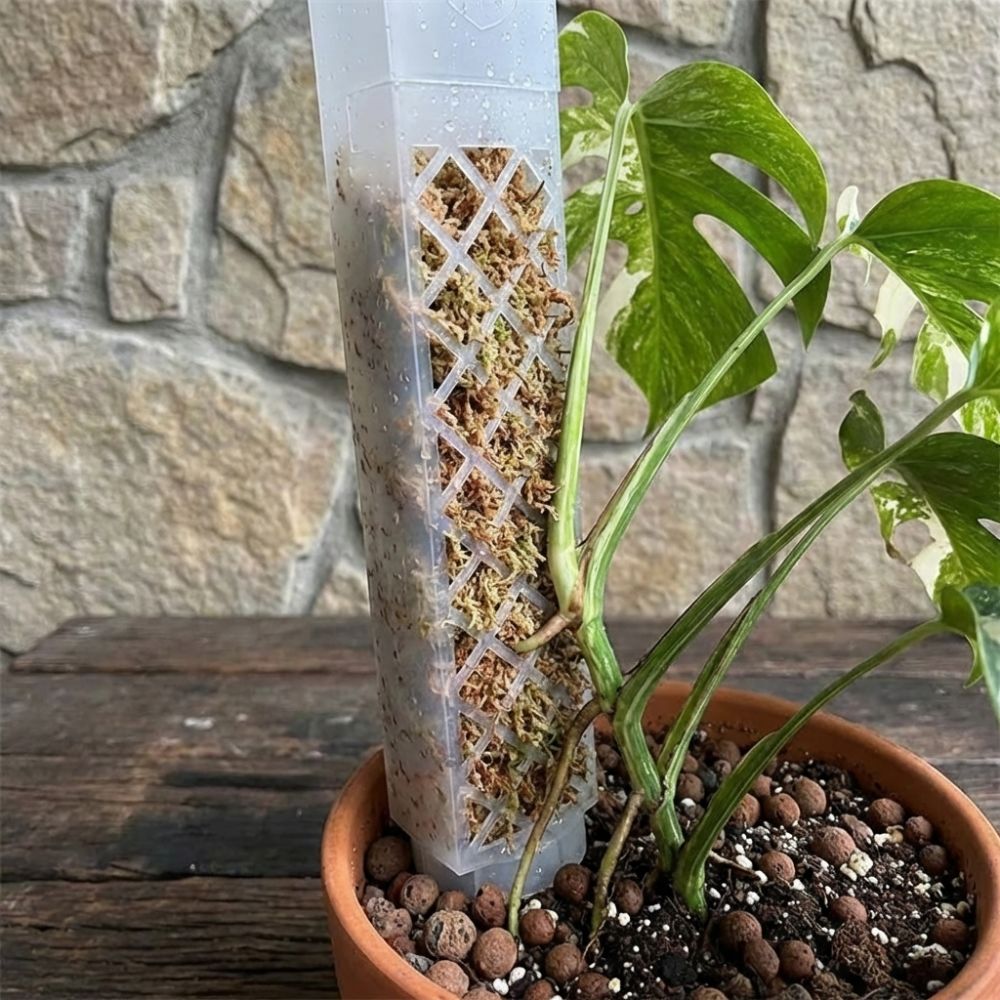 Suporte de Crescimento para Pl - Sphagnum Moss Dry avaliação e preço