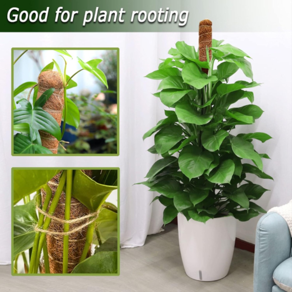 30-100cm plantas dobráveis sup - Sphagnum Moss Dry avaliação e preço