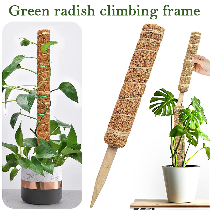 30/40/50cm planta de escalada  - Sphagnum Moss Dry avaliação e preço