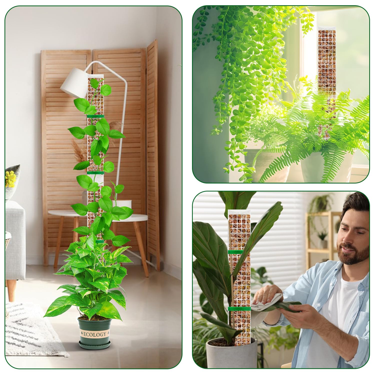 Plantas musgo pólo jardim assu - Sphagnum Moss Dry avaliação e preço