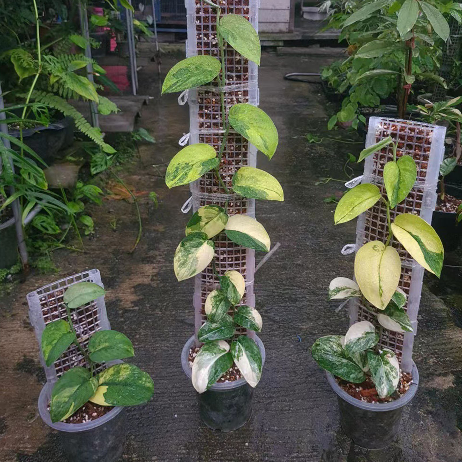 Suporte de Plástico para Plant - Sphagnum Moss Dry avaliação e preço